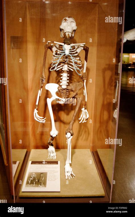 Real Full Human Skeleton