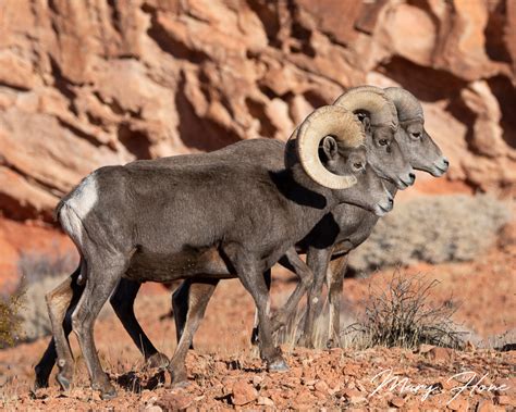 Desert Bighorn Sheep Rams Tales From The Backroad