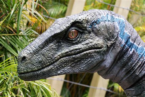 Blue the Raptor debuts at Universal Orlando and Universal Studios Hollywood | Inside Universal