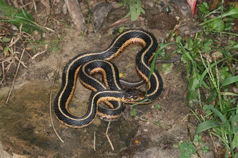 Common Garter Snake Thamnophis Sirtalis Reptiles And Amphibians Of Iowa