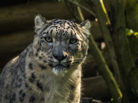 25 Snow Leopard Facts Fun And Interesting Facts About Snow Leopards