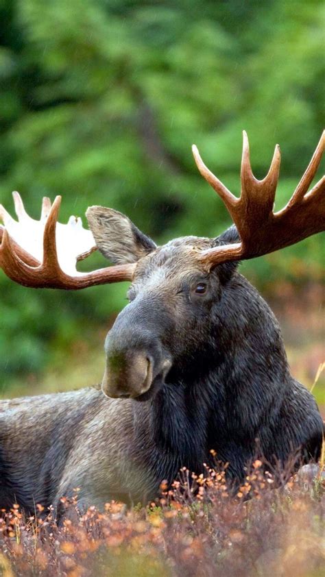 442 Best Moose Images On Pinterest Elk Wild Animals And Animal Kingdom