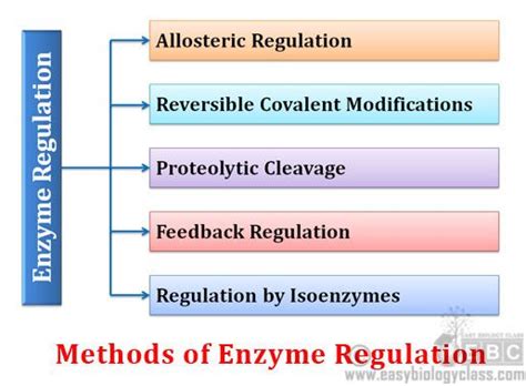 Mechanisms Of Enzyme Regulation Biochemistry Notes Allosteric