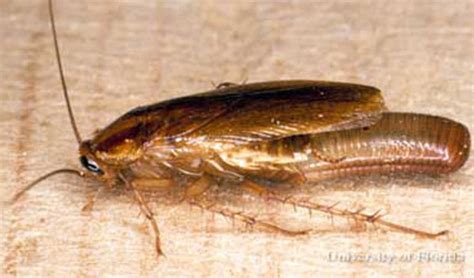 German Cockroach Blattella Germanica Linnaeus