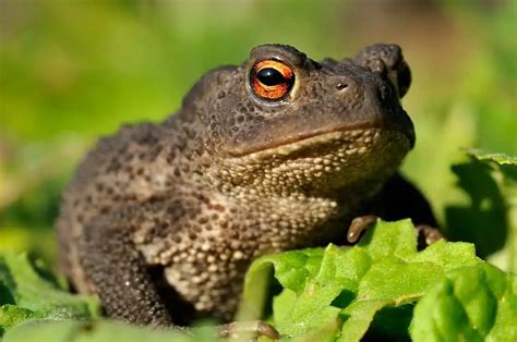 How Long Do Toads Live 14 Species Included Amphibian Life
