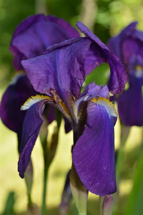Purple Iris Free Stock Photo Public Domain Pictures