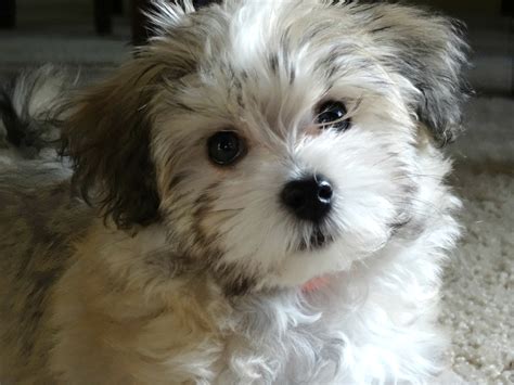 Puppies suitable for showing, breeding, canicros/agility/running/carriage driving and pets anticipated. Puppies For Sale - HavaHug Havanese Puppies