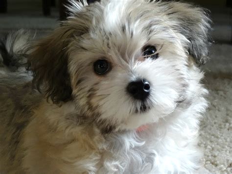 Not till spring of 2021 all sold pups are now $1800 limited reg. Puppies For Sale - HavaHug Havanese Puppies