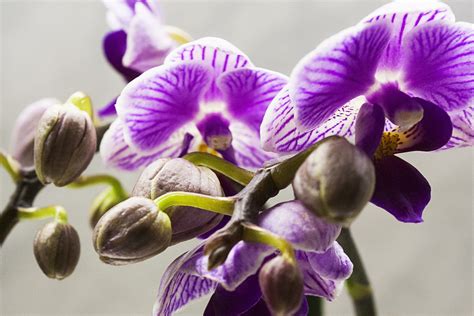 1920x1200 Wallpaper Purple Moth Orchid Peakpx