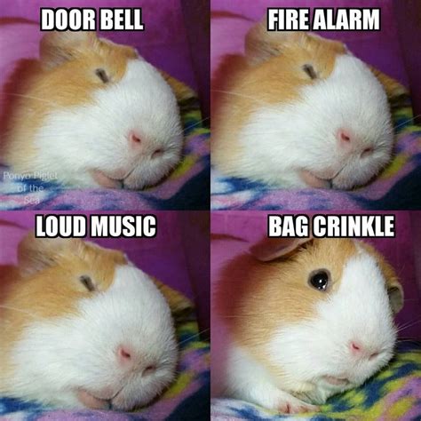 573 Best Images About Guinea Pigs On Pinterest