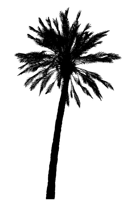 Silhouette Of Palm Trees Realistic Vector Illustration 541926 Vector