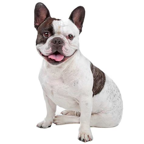 French Bulldog Dog Breed Profile Personality Facts