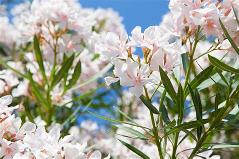 Oleander In Bloom Stock Photo Download Image Now Istock
