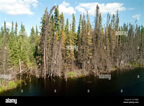 Wetlands Bog And Coniferous Forest In The Remote Boreal Forest
