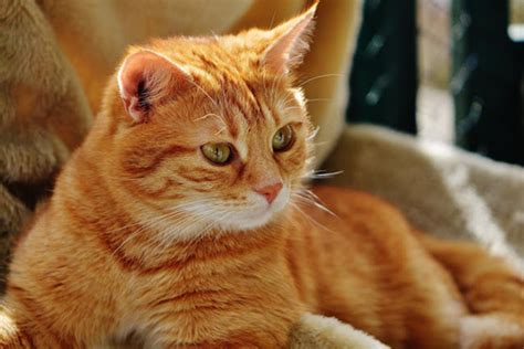 Selain merawat dan memandikannya secara rutin, pemberian vitamin dari dalam dapat menjaga keindahan dan ketebalan bulu kucing. 6 Tips Jitu Cara Membuat Kucing Gemuk dan Sehat - Blog ...