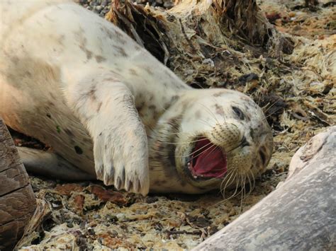 Buzzs Marine Life Of Puget Sound First Harbor Seal Pup Of 2017 Season