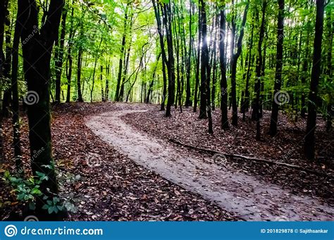 A Forest Curved Path In The Fall With Lot Of Trees Stock Photo Image
