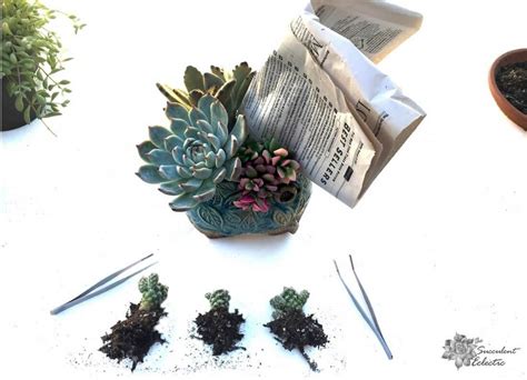How To Plant Cacti And Succulents Together The Succulent Eclectic