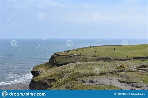 Cow Pasture On Top Of The Sea Cliffs In England Stock Image Image Of Seascape Landscape