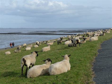 100 m vom strand entfernt. Bild "Am Deich in Norddeich" zu Norden in Norden