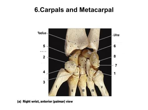 Hand Carpals And Metacarpals Diagram Quizlet