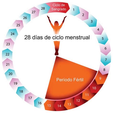 Conoces C Mo Funciona El Ciclo Menstrual Animaciones Hidden Hot Sex