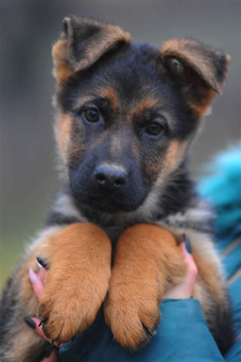 German shepherd puppies are often listed as one of the most popular puppy breeds in the united states. Gabriella | Purebred, healthy German Shepherd puppy for ...