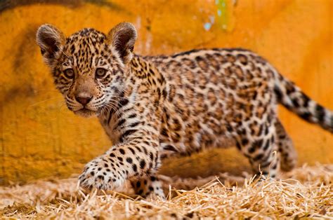 Rainforest Jaguar Jaguar Animal Baby Jaguar Cute Baby Animals