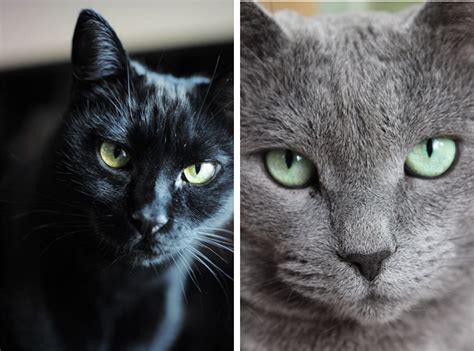 All of the solids, except white, and most of the patterned cats must have brilliant copper eyes. Cat Coat Colour Genetics - DNA Testing - AnimaLabs©
