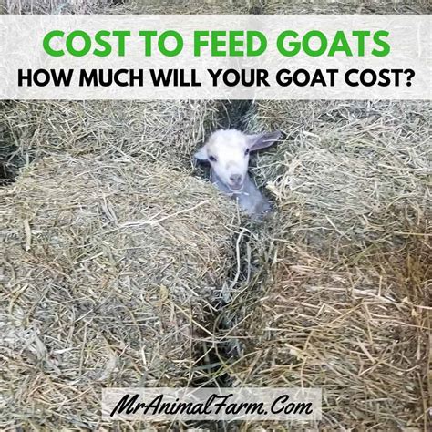 Cost To Feed Goats How Much Does A Goat Cost Mranimal Farm