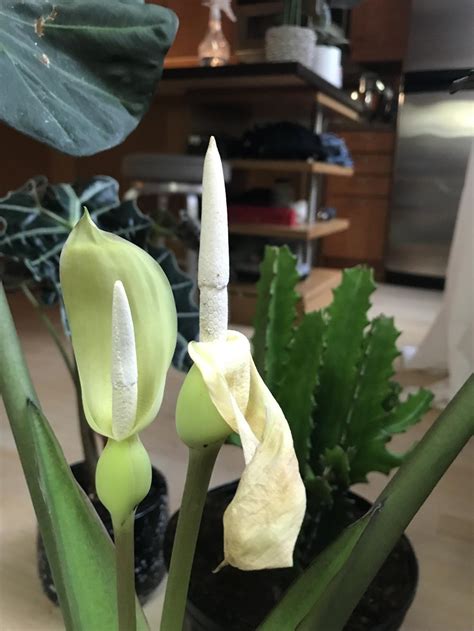 If the are browning, being a lower. Ask a Question forum: Why are my Alocasia regal blooms ...