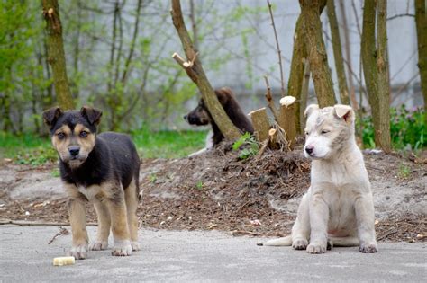 The Harrowing Story Of The Animals Of Chernobyl And How They Thrived In