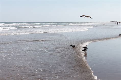 Waves Lapping And Wet Sand With Gulls And Swimmers Far Away And A View Of Buildings On The