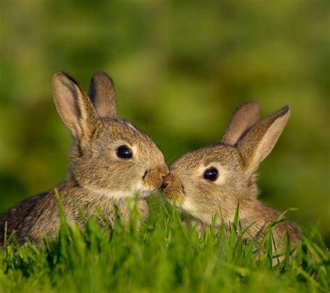 Bunnies Kissing Animalsrabbitsbunniesgrasskisscuteadorable
