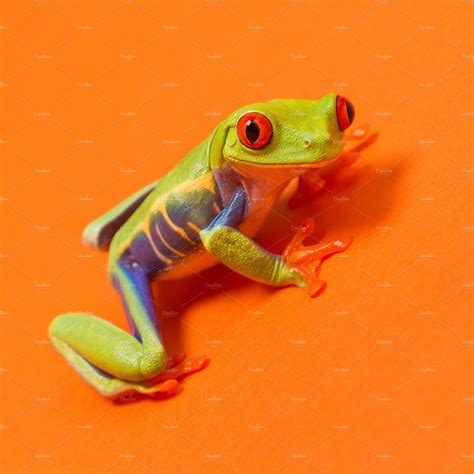 Red Eye Tree Frog Orange ~ Animal Photos ~ Creative Market