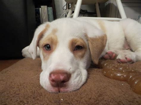 This is very obviously going to make for a very large dog that could have the potential to be aggressive. Tank- our doberman, white german shepherd, great dane mix ...