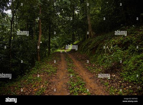Narrow Road In A Village In Kerala India With Full Of Trees Stock Photo