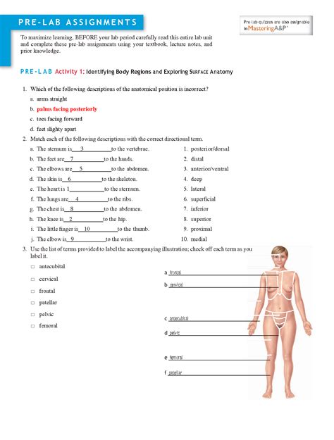 Anatomy And Physiology Diagram Worksheets Teaching Resources Worksheets Library