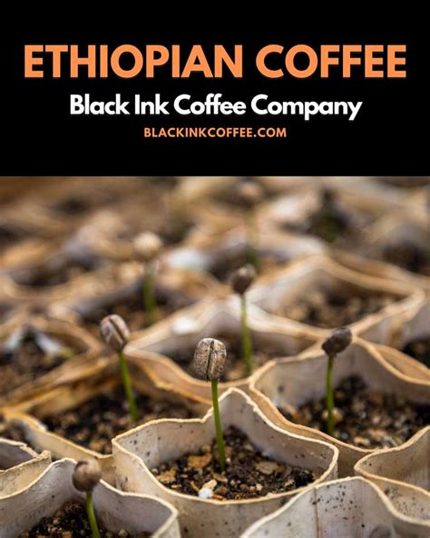 Ethiopian Coffee Review Best Ethiopian Yirgacheffe To Buy Today