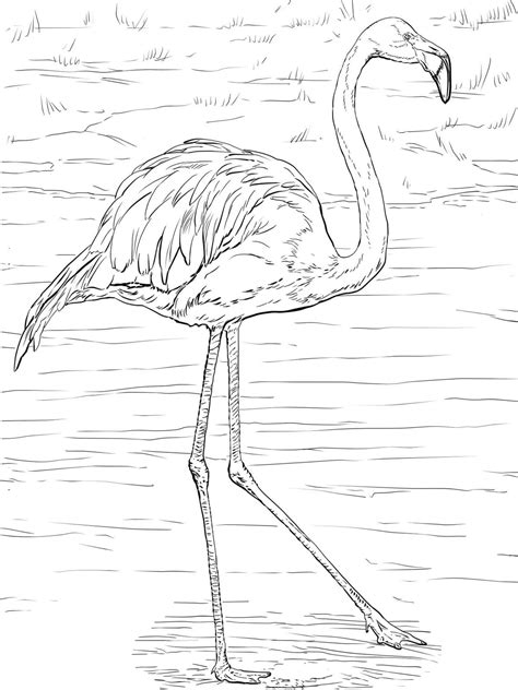 Ausmalbilder Flamingo - Kostenlos Zum Ausdrucken