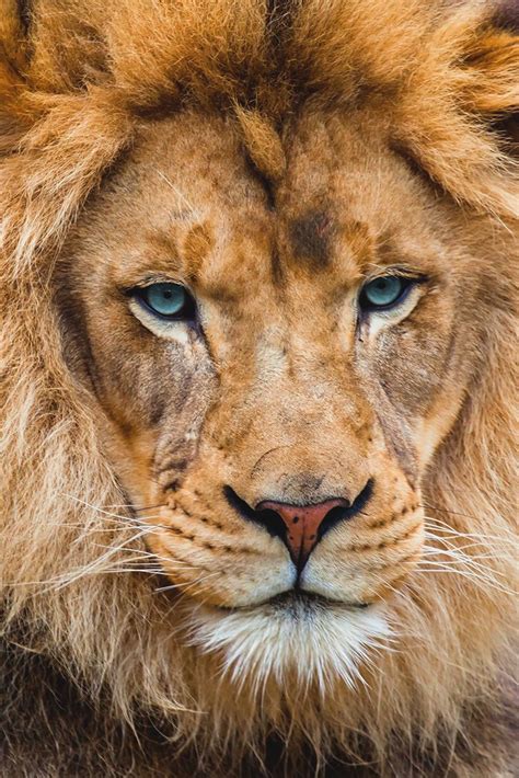 Souhailbog “ Lion By Sergey Bidun More ” Lion Images Lion Pictures