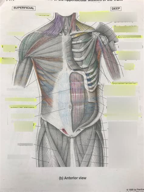 Superficial Appendicular Muscles Of The Trunk Diagram Quizlet