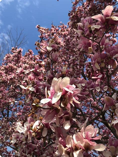 Virginia Beautiful Spring Pink Flower Treesthumb Fannetastic