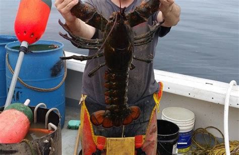 Sorry Experts But This Huge Lobster Is Pretty Impressive