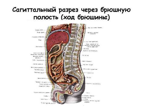 Анатомия человека Учение о внутренностях Splanchnologia