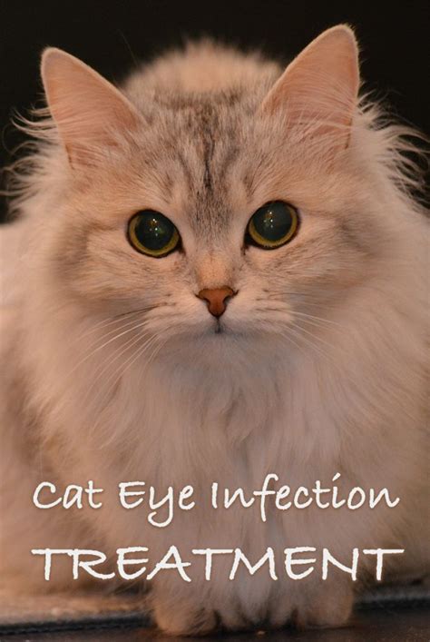 Cat Eye Infection Treatment Can You Use Human Eye Drops