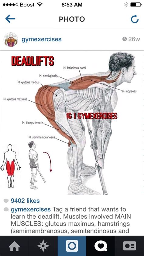 Timestamps below:download my health & fitness app 'ownu' and. Deadlifts | Gym back workout, Gluteus medius, Cable workout