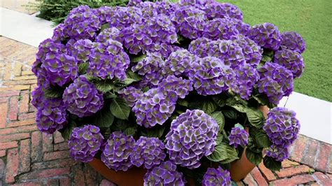 Cottage Farms Violet Crown Hydrangea On Qvc Youtube