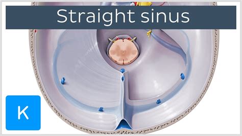 Straight Sinus Sinus Rectus Tentorial Sinus Human Anatomy Kenhub