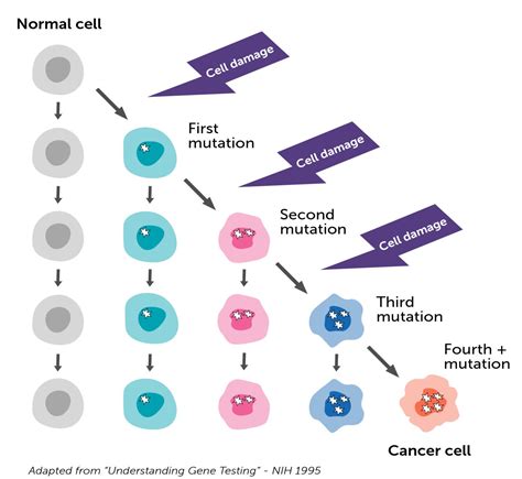 Cancer Cell Vs Normal Cell